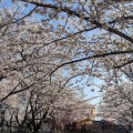 実際訪問したユーザーが直接撮影して投稿した清洲公園清洲公園の写真