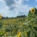 実際訪問したユーザーが直接撮影して投稿した布施公園あけぼの山農業公園の写真