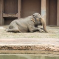 実際訪問したユーザーが直接撮影して投稿した東山元町動物園東山動植物園の写真