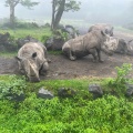 実際訪問したユーザーが直接撮影して投稿した須山動物園富士サファリパークの写真