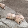 実際訪問したユーザーが直接撮影して投稿した北葛西動物園江戸川区自然動物園の写真