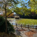 実際訪問したユーザーが直接撮影して投稿した菊名公園菊名池公園の写真