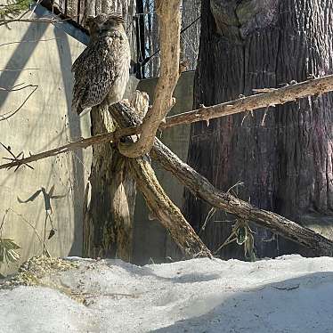 実際訪問したユーザーが直接撮影して投稿した東旭川町倉沼動物園シロフクロウ舎の写真