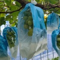 実際訪問したユーザーが直接撮影して投稿した藤山町カフェFruitelier 中村果樹園の写真