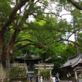 実際訪問したユーザーが直接撮影して投稿した八坂神社事任八幡宮の写真