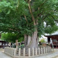 実際訪問したユーザーが直接撮影して投稿した総和町寺醫王山 飛騨国分寺の写真