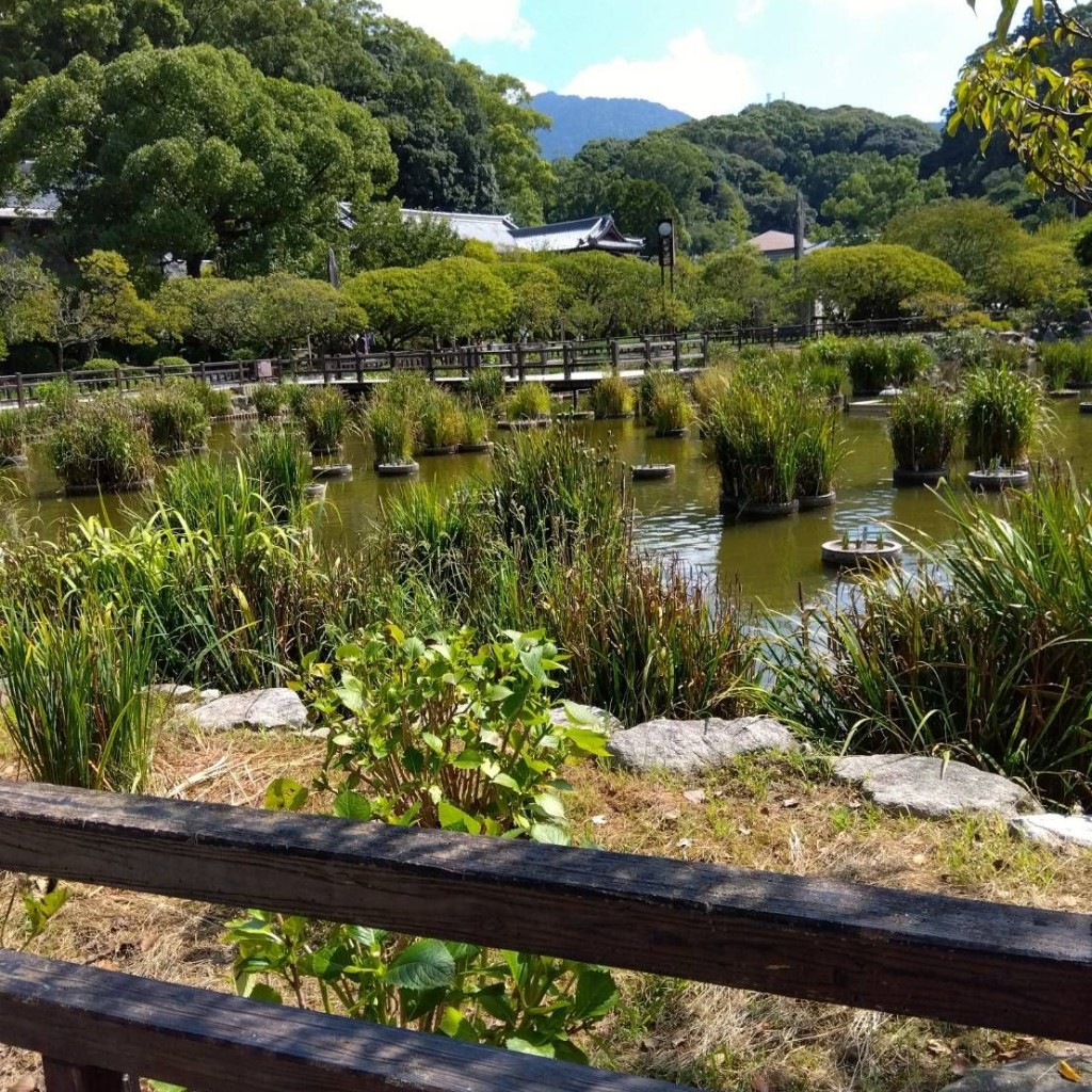 実際訪問したユーザーが直接撮影して投稿した宰府庭園太宰府天満宮の花菖蒲の写真