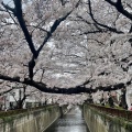 実際訪問したユーザーが直接撮影して投稿した上目黒橋目黒川 桜橋の写真