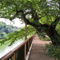 実際訪問したユーザーが直接撮影して投稿した麹町公園千鳥ヶ淵公園の写真