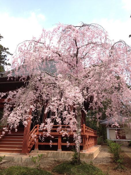 実際訪問したユーザーが直接撮影して投稿した松虫寺松虫寺の写真