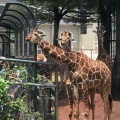 実際訪問したユーザーが直接撮影して投稿した程久保動物園多摩動物公園の写真