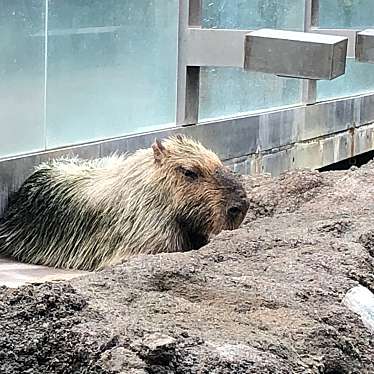 栃木県なかがわ水遊園のundefinedに実際訪問訪問したユーザーunknownさんが新しく投稿した新着口コミの写真