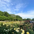 実際訪問したユーザーが直接撮影して投稿した本町西公園与野公園の写真