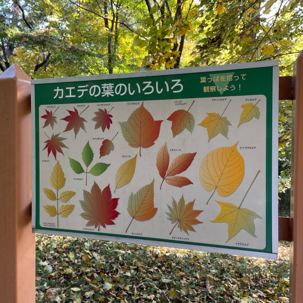 実際訪問したユーザーが直接撮影して投稿した山田公園森林公園 カエデ園の写真