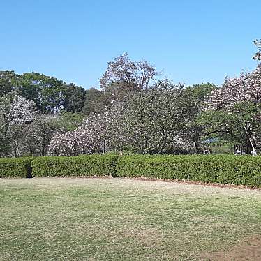 実際訪問したユーザーが直接撮影して投稿した深大寺元町公園神代植物公園 芝生広場の写真