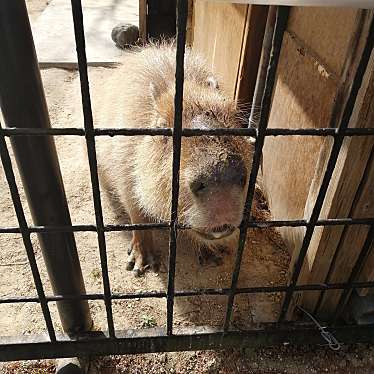 実際訪問したユーザーが直接撮影して投稿した大崎動物園さいたま市大崎公園子供動物園の写真