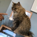 実際訪問したユーザーが直接撮影して投稿した稲岡テーマカフェ猫カフェ Puchi Marry イオンモールつくば店の写真
