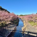 実際訪問したユーザーが直接撮影して投稿した大山町桜の名所東大山河津桜の写真