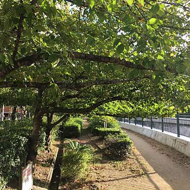 ぶどううり・くすこさんが投稿した蓬川荘園公園のお店蓬川緑地/ヨモガワリョクチの写真