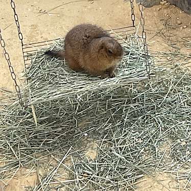 足羽山公園遊園地のundefinedに実際訪問訪問したユーザーunknownさんが新しく投稿した新着口コミの写真