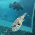 実際訪問したユーザーが直接撮影して投稿した石川水族館 / アクアリウム沖縄美ら海水族館の写真