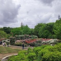 実際訪問したユーザーが直接撮影して投稿した柏原公園洋風庭木園(バラ園)の写真