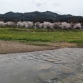 実際訪問したユーザーが直接撮影して投稿した大嶺町東分桜の名所美祢さくら公園の写真