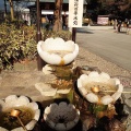 実際訪問したユーザーが直接撮影して投稿した桜台神社櫻木神社の写真