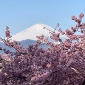 実際訪問したユーザーが直接撮影して投稿した柳自然名所おおいゆめの里の写真