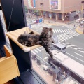 実際訪問したユーザーが直接撮影して投稿した中央町カフェMoff animal cafe 大分オーパ店の写真