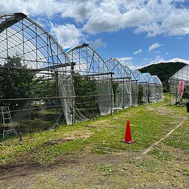 cinquantaの備忘録さんが投稿した大石さくらんぼ狩りのお店山梨県 南都留郡 河口湖サクランボ農園/ヤマナシケン ミナミツルグン カワグチコサクランボノウエンの写真