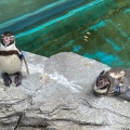 実際訪問したユーザーが直接撮影して投稿した宿町水族館 / アクアリウム長崎ペンギン水族館の写真