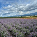 実際訪問したユーザーが直接撮影して投稿した花のきれいなスポット春の彩りの畑の写真