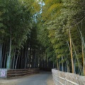 実際訪問したユーザーが直接撮影して投稿した金沢公園ちたの竹林の写真