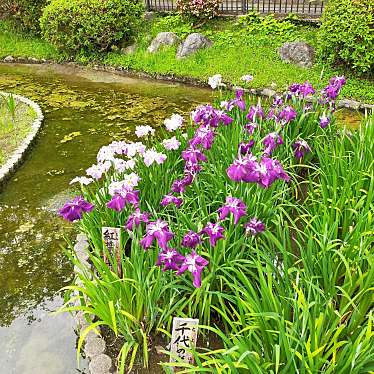 実際訪問したユーザーが直接撮影して投稿した横山公園城山花菖蒲園の写真