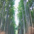 実際訪問したユーザーが直接撮影して投稿した嵯峨天龍寺芒ノ馬場町地域名所竹林の小径の写真