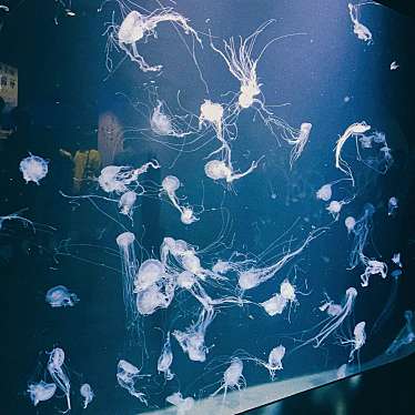 luuuunaさんが投稿した今泉水族館 / アクアリウムのお店鶴岡市立加茂水族館/ツルオカシリツ カシゲスイゾクカンの写真