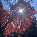 実際訪問したユーザーが直接撮影して投稿した隼人町西光寺神社霧島神社の写真