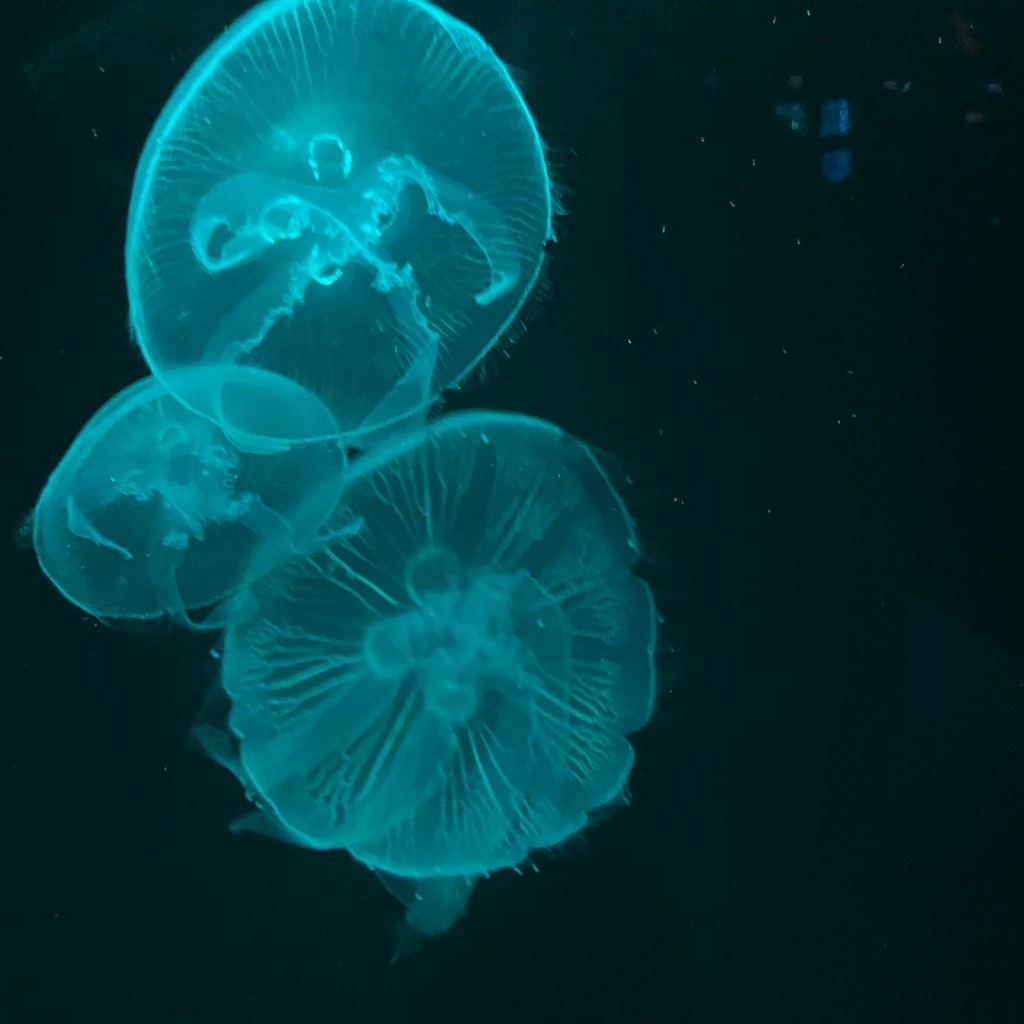 実際訪問したユーザーが直接撮影して投稿した鮎川町博物館古代生物ミュージアム 幻想クラゲ館Atolla 恐竜専門店HAKUAの写真