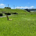 実際訪問したユーザーが直接撮影して投稿した三好町公園境川緑地の写真