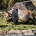 実際訪問したユーザーが直接撮影して投稿した上野公園動物園上野動物園 パンダのもりの写真