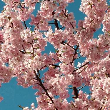 ぽんぽこ2さんが投稿した花のきれいなスポットのお店河津桜/カワヅザクラの写真