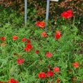 実際訪問したユーザーが直接撮影して投稿した若林公園若林公園の写真