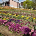 実際訪問したユーザーが直接撮影して投稿したたきない町公園新庄総合公園の写真