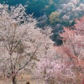 実際訪問したユーザーが直接撮影して投稿した吉野山寺如意輪寺の写真