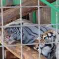 実際訪問したユーザーが直接撮影して投稿した松原動物園しろとり動物園の写真