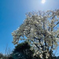 実際訪問したユーザーが直接撮影して投稿した百舌鳥夕雲町公園大仙公園の写真