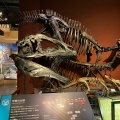 実際訪問したユーザーが直接撮影して投稿した大崎博物館ミュージアムパーク 茨城県自然博物館の写真