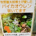 実際訪問したユーザーが直接撮影して投稿した高向植物園 / 樹木園大阪府立花の文化園の写真