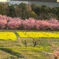 実際訪問したユーザーが直接撮影して投稿した大山町桜の名所東大山河津桜の写真